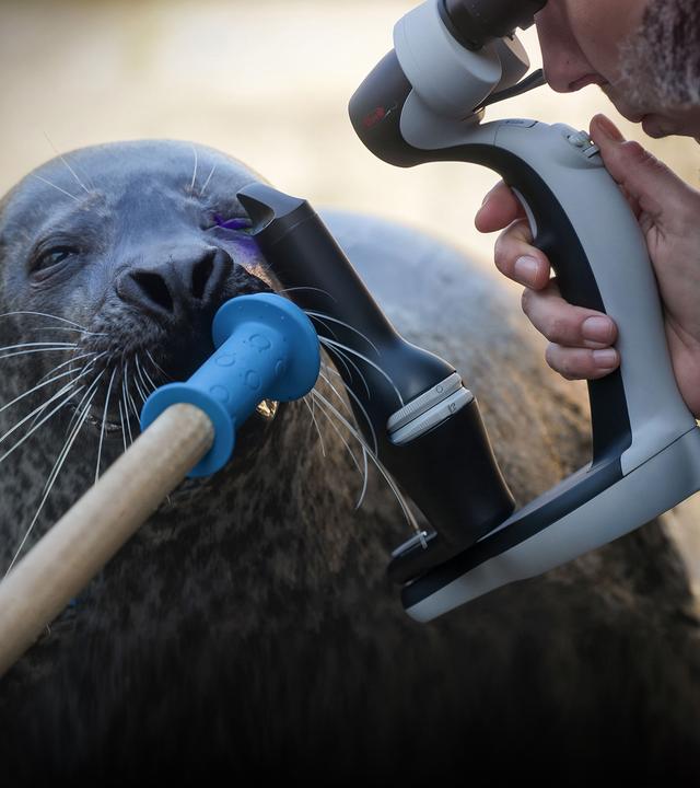 Augenuntersuchung bei einem Seehund. Es wird mit einem Mikroskop gearbeitet.