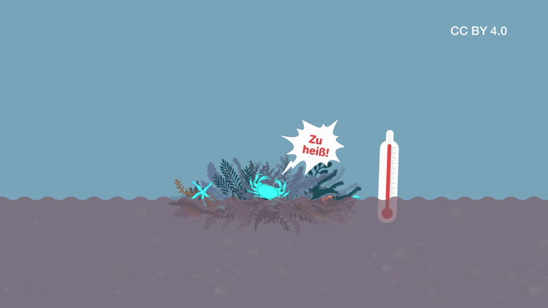 Mit dem Seetangfloß dem Klimawandel entgehen