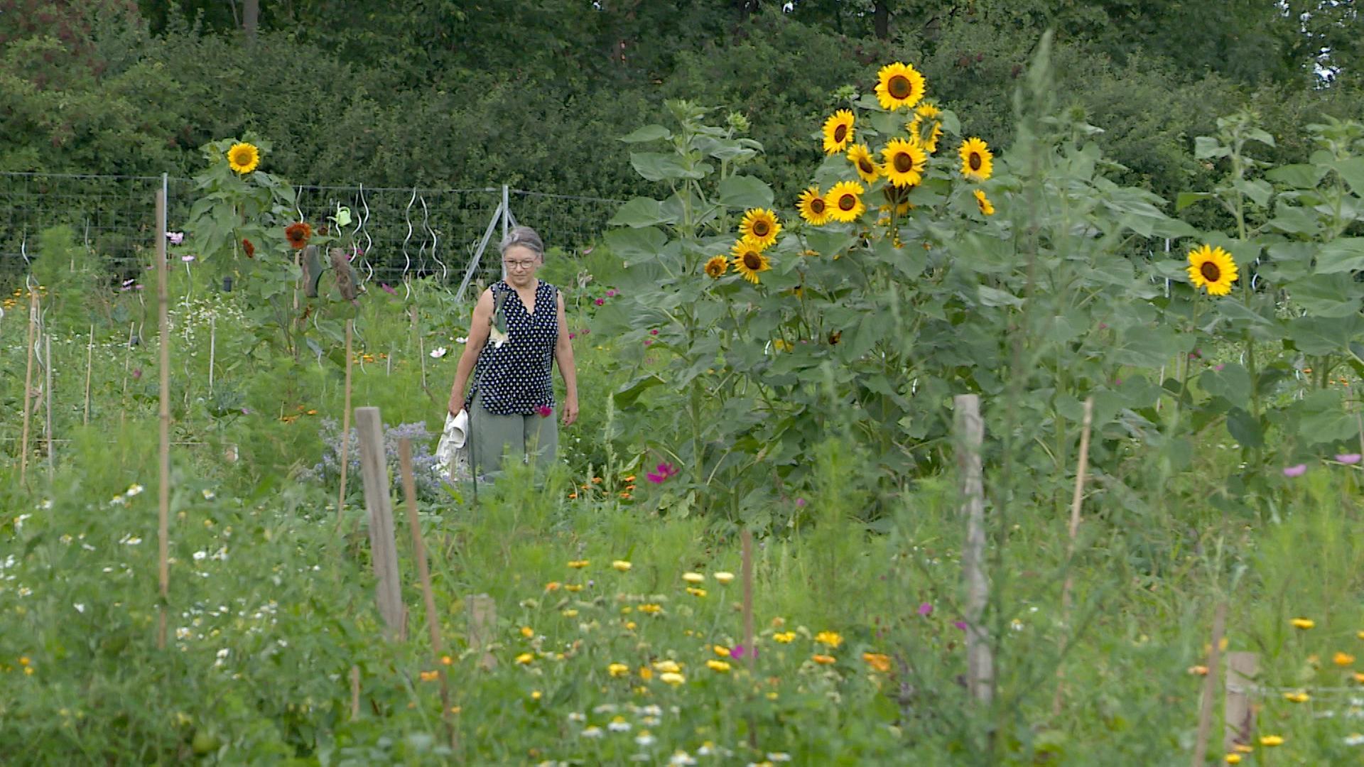 Das Bild zeigt eine Frau, die in einem üppigen Garten spaziert. Um sie herum wachsen verschiedene Pflanzen und Blumen, darunter viele hohe Sonnenblumen, die lebhaft leuchten. Die Frau trägt ein schwarzes Oberteil mit weißen Punkten und eine helle Hose. Sie hat eine leichte Brille und hält ein weißes Tuch in der Hand. Der Garten ist bunt und grün, mit einer Vielzahl von bunten Blumen und Pflanzen, die teilweise in Reihen angepflanzt sind. Im Hintergrund sind mehr Pflanzen und eine eingezäunte Fläche sichtbar, die die Gartenlandschaft umrahmt. Die Szenerie vermittelt eine entspannte und natürliche Atmosphäre.