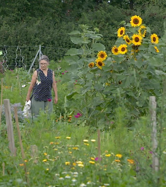Das Bild zeigt eine Frau, die in einem üppigen Garten spaziert. Um sie herum wachsen verschiedene Pflanzen und Blumen, darunter viele hohe Sonnenblumen, die lebhaft leuchten. Die Frau trägt ein schwarzes Oberteil mit weißen Punkten und eine helle Hose. Sie hat eine leichte Brille und hält ein weißes Tuch in der Hand. Der Garten ist bunt und grün, mit einer Vielzahl von bunten Blumen und Pflanzen, die teilweise in Reihen angepflanzt sind. Im Hintergrund sind mehr Pflanzen und eine eingezäunte Fläche sichtbar, die die Gartenlandschaft umrahmt. Die Szenerie vermittelt eine entspannte und natürliche Atmosphäre.