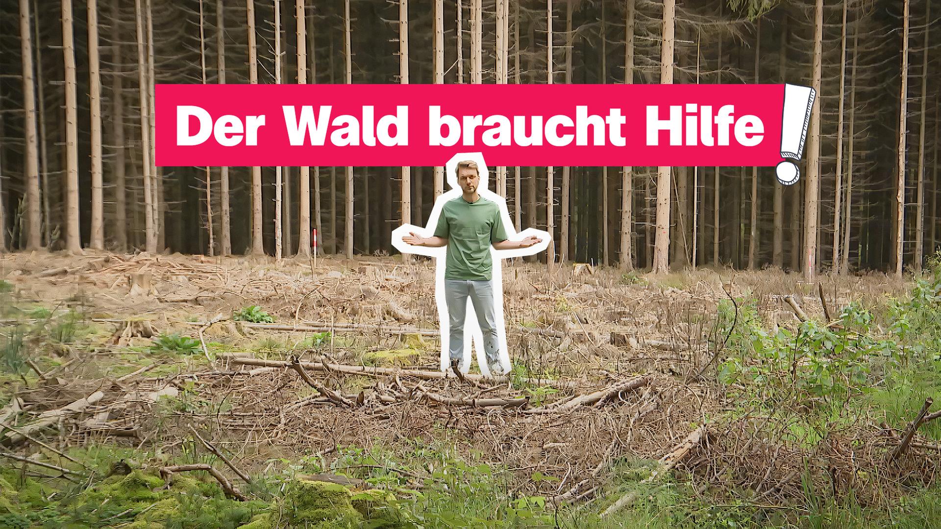 logo!-Reporter Johannes im Wald