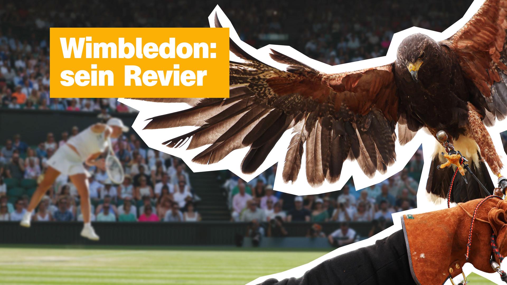 Montage: Im Hintergrund ein Tennisfeld mit einem Spieler in der Schlagbewegung, rechts ein landender Greifvogel in Großaufnahme. Links oben der Text: "Wimbledon: sein Revier"
