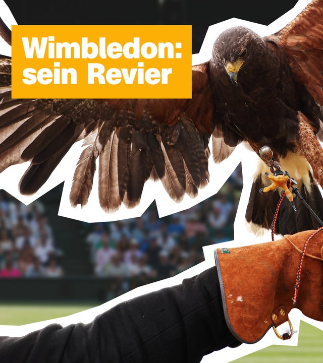 Montage: Im Hintergrund ein Tennisfeld mit einem Spieler in der Schlagbewegung, rechts ein landender Greifvogel in Großaufnahme. Links oben der Text: "Wimbledon: sein Revier"