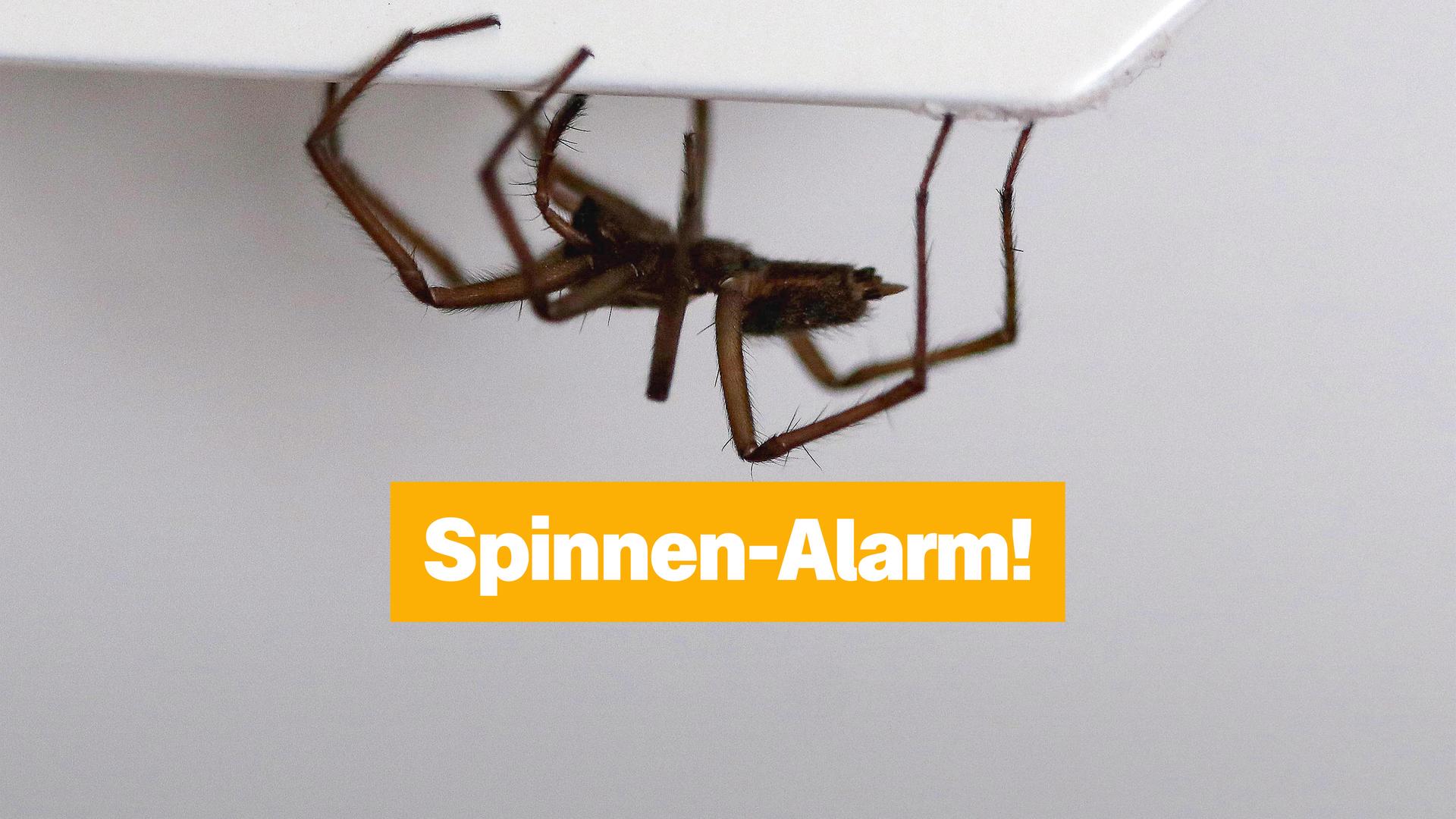 Eine Spinne hängt kopfüber an einer Wand. Der Hintergrund ist grau und in der oberen rechten Ecke steht in weiß auf orangenem Hintergrund Spinnen-Alarm!.