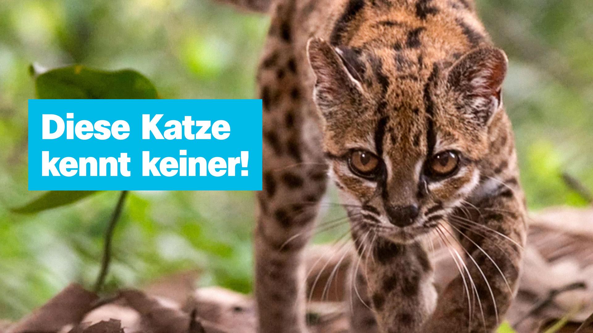 Sendung vom 19. September 2026
