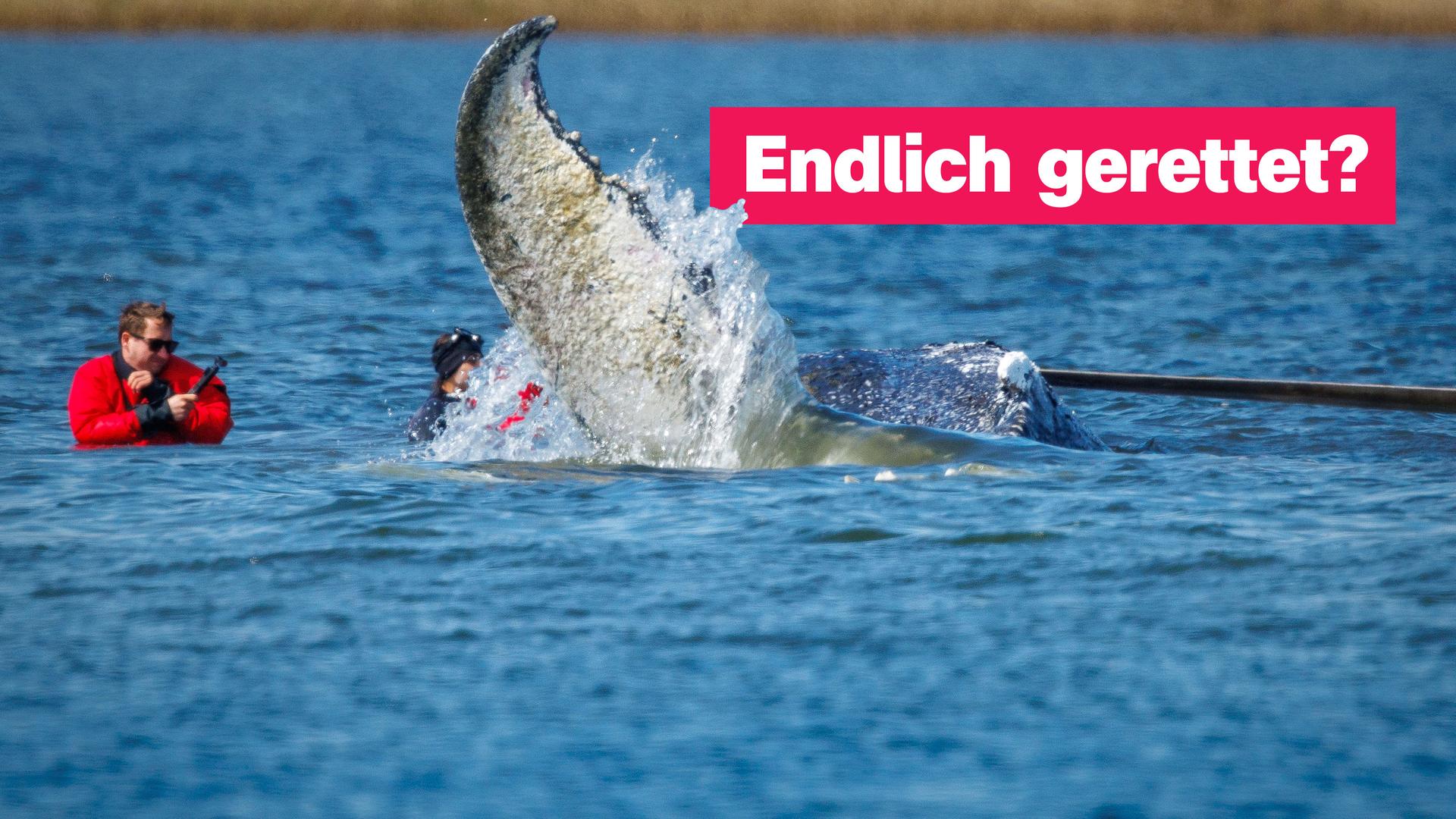 Die Flosse eines Buckelwals reicht aus dem Wasser und spritzt. Im Wasser daneben steht ein Mann in einem roten Trockentauchanzug und kneift vom spritzenden Wasser die Augen zusammen. 