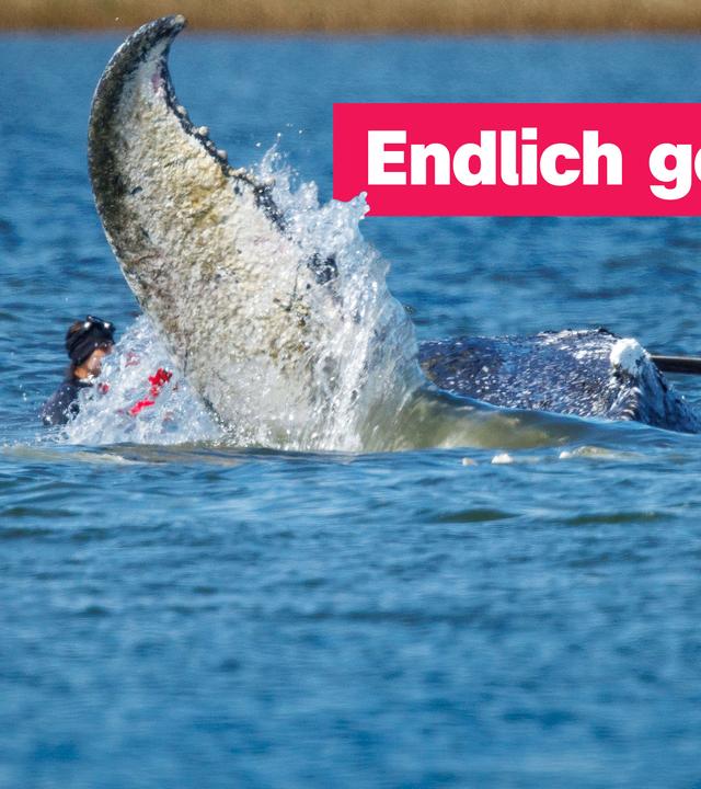 Die Flosse eines Buckelwals reicht aus dem Wasser und spritzt. Im Wasser daneben steht ein Mann in einem roten Trockentauchanzug und kneift vom spritzenden Wasser die Augen zusammen. 