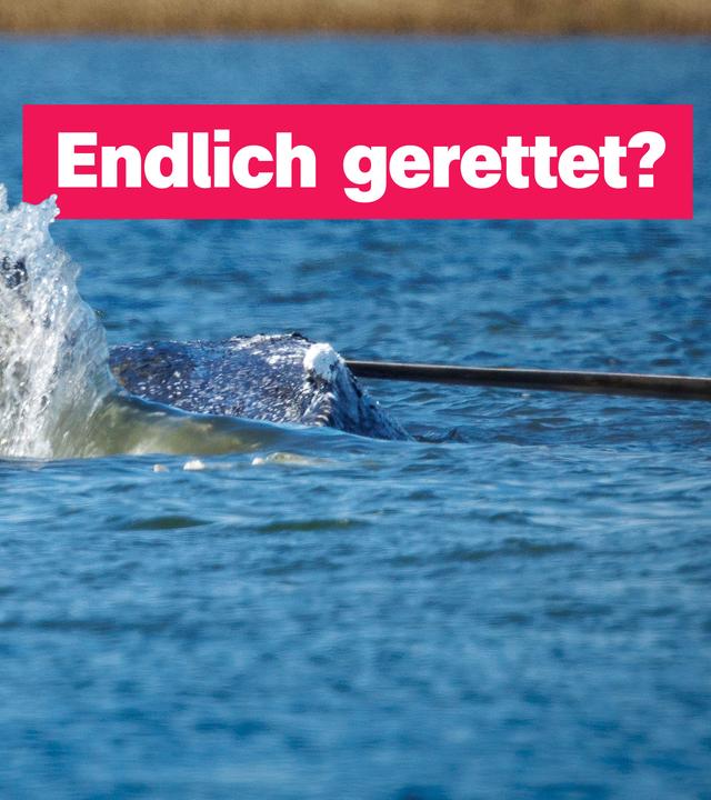Die Flosse eines Buckelwals reicht aus dem Wasser und spritzt. Im Wasser daneben steht ein Mann in einem roten Trockentauchanzug und kneift vom spritzenden Wasser die Augen zusammen. 