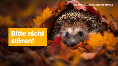 Logo! - Die Kindernachrichten Des Zdf - Logo! Am Freitag, 03.11.2023 - Nachrichten, Einfach Erklärt