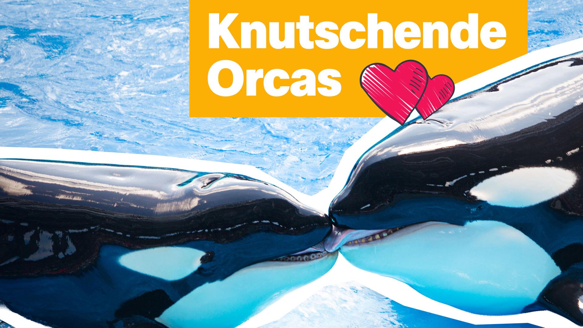 Das Bild zeigt zwei Orcas (schwarz-weiße Wale), die sich küssen. Darüber der Text mit zwei gezeichneten Herzen: "Knutschende Orcas"