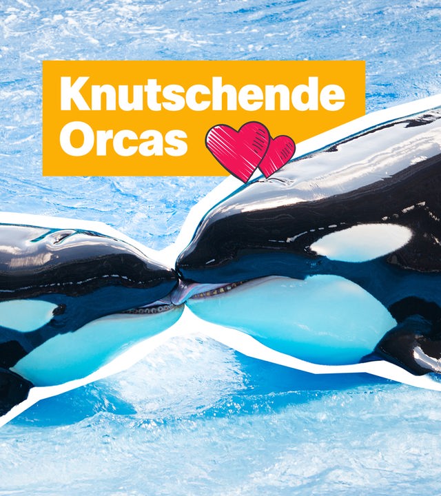 Das Bild zeigt zwei Orcas (schwarz-weiße Wale), die sich küssen. Darüber der Text mit zwei gezeichneten Herzen: "Knutschende Orcas"