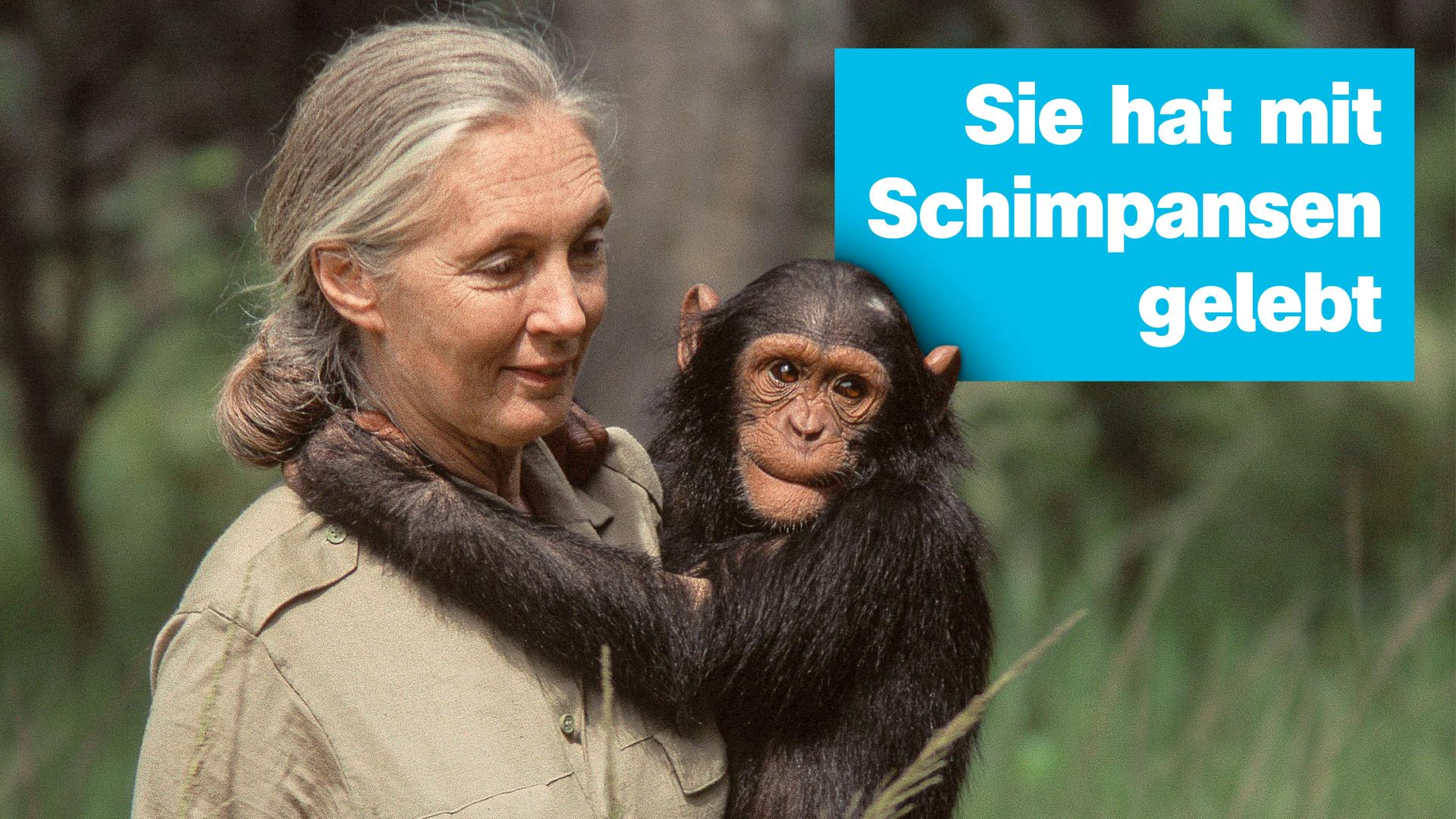 Jane Goodall mit Schimpanse. Rechts der Text: "Sie hat mit Schimpansen gelebt".