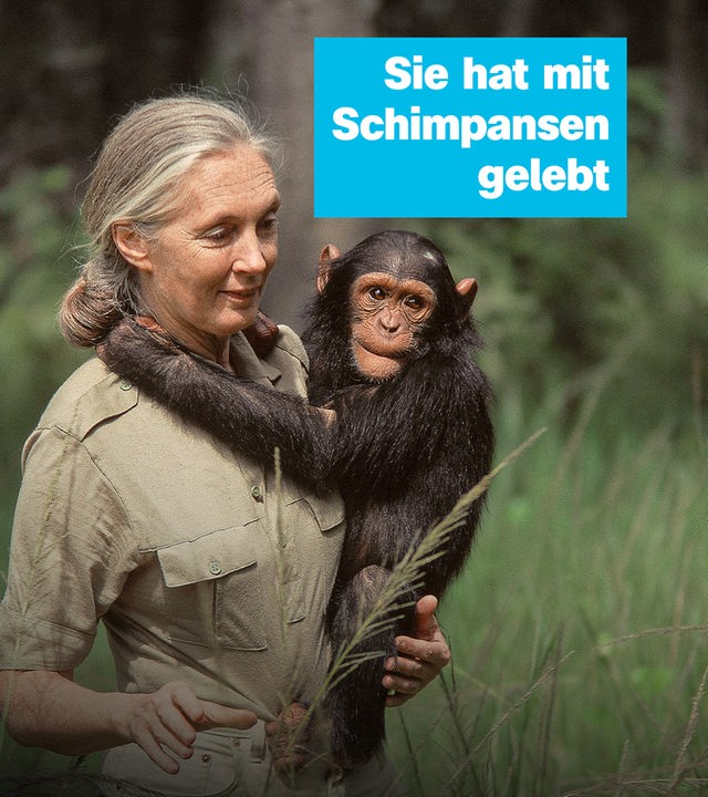 Jane Goodall mit Schimpanse. Rechts der Text: "Sie hat mit Schimpansen gelebt".