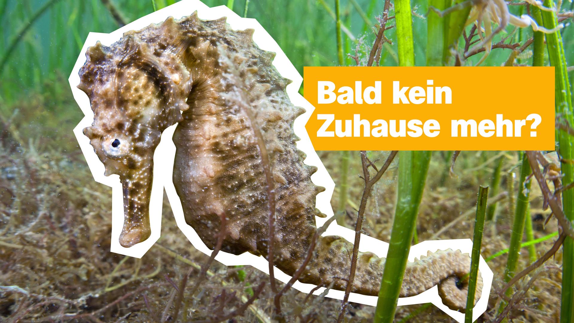 Sendungsteaser vom 21. August 2026