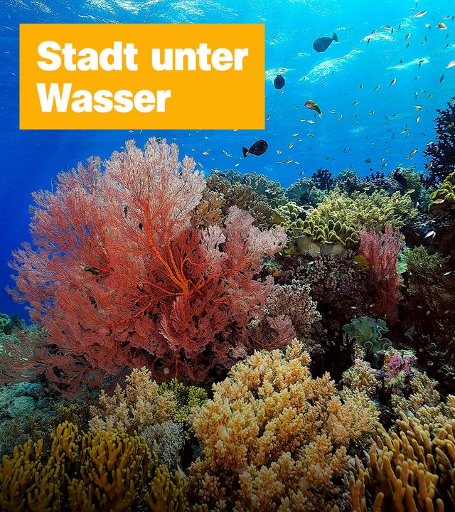 Korallen im Meer