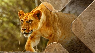Terra X Dokumentationen Und Kurzclips - Serengeti - Rivalen Der Macht