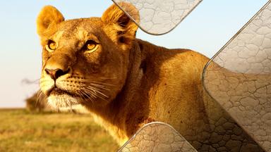 Terra X Dokumentationen Und Kurzclips - Serengeti - Wiedererwachen