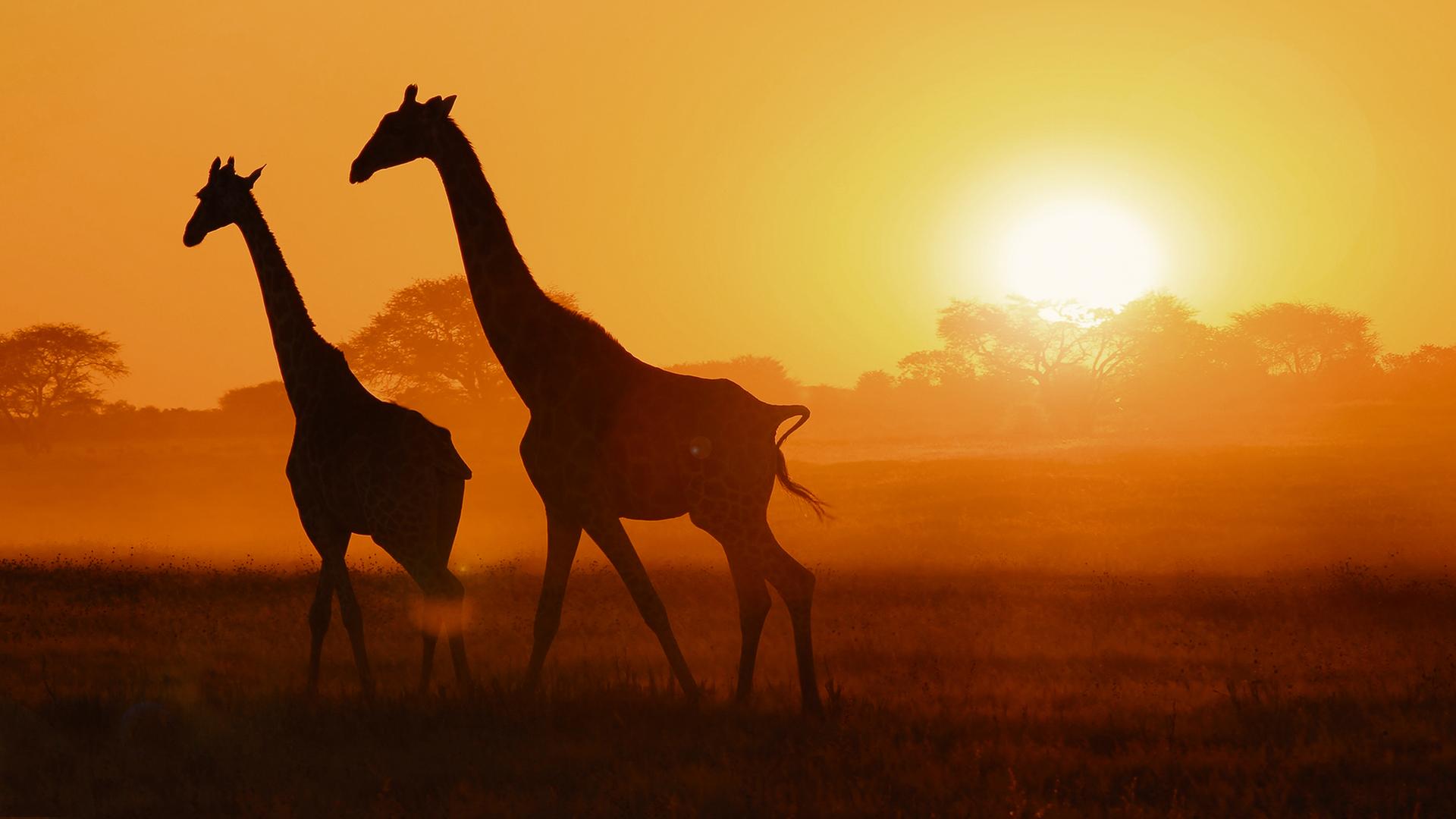 Giraffen vor einem Sonnenuntergang