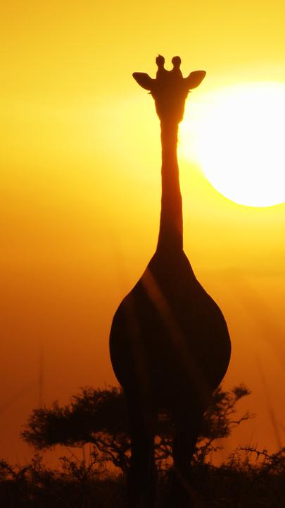 Giraffe vor Sonnenaufgang.