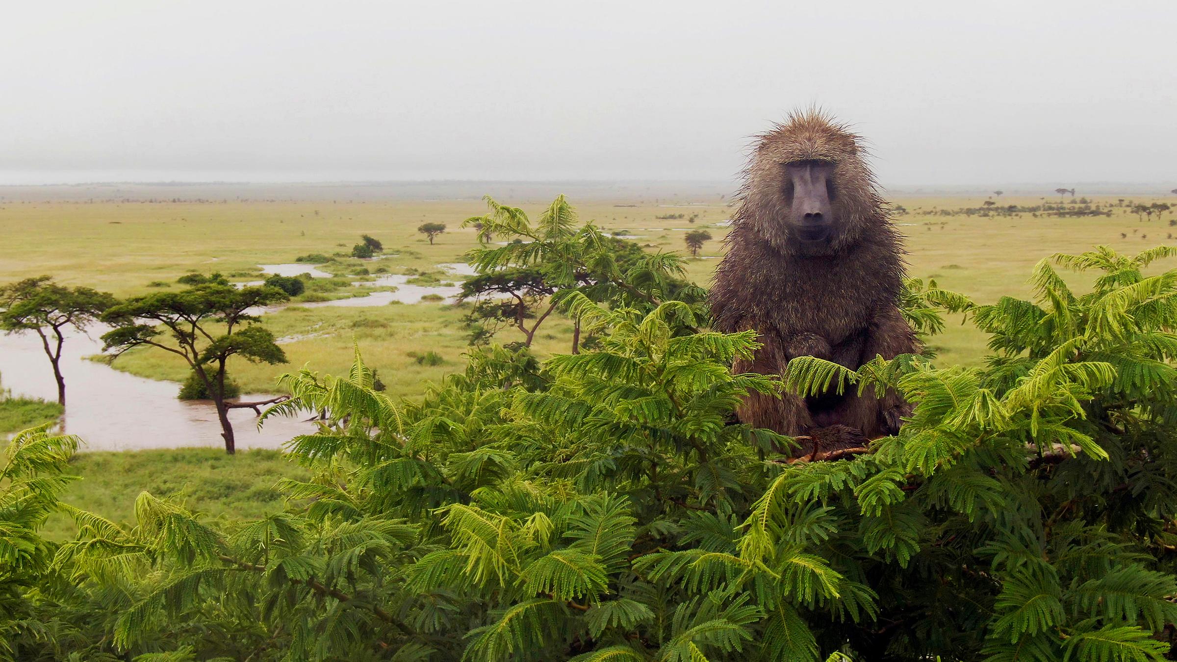 Ein Pavian sitzt in einer Baumkrone.