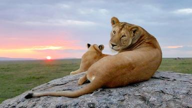 Terra X Dokumentationen Und Kurzclips - Serengeti - Fels Der Löwen