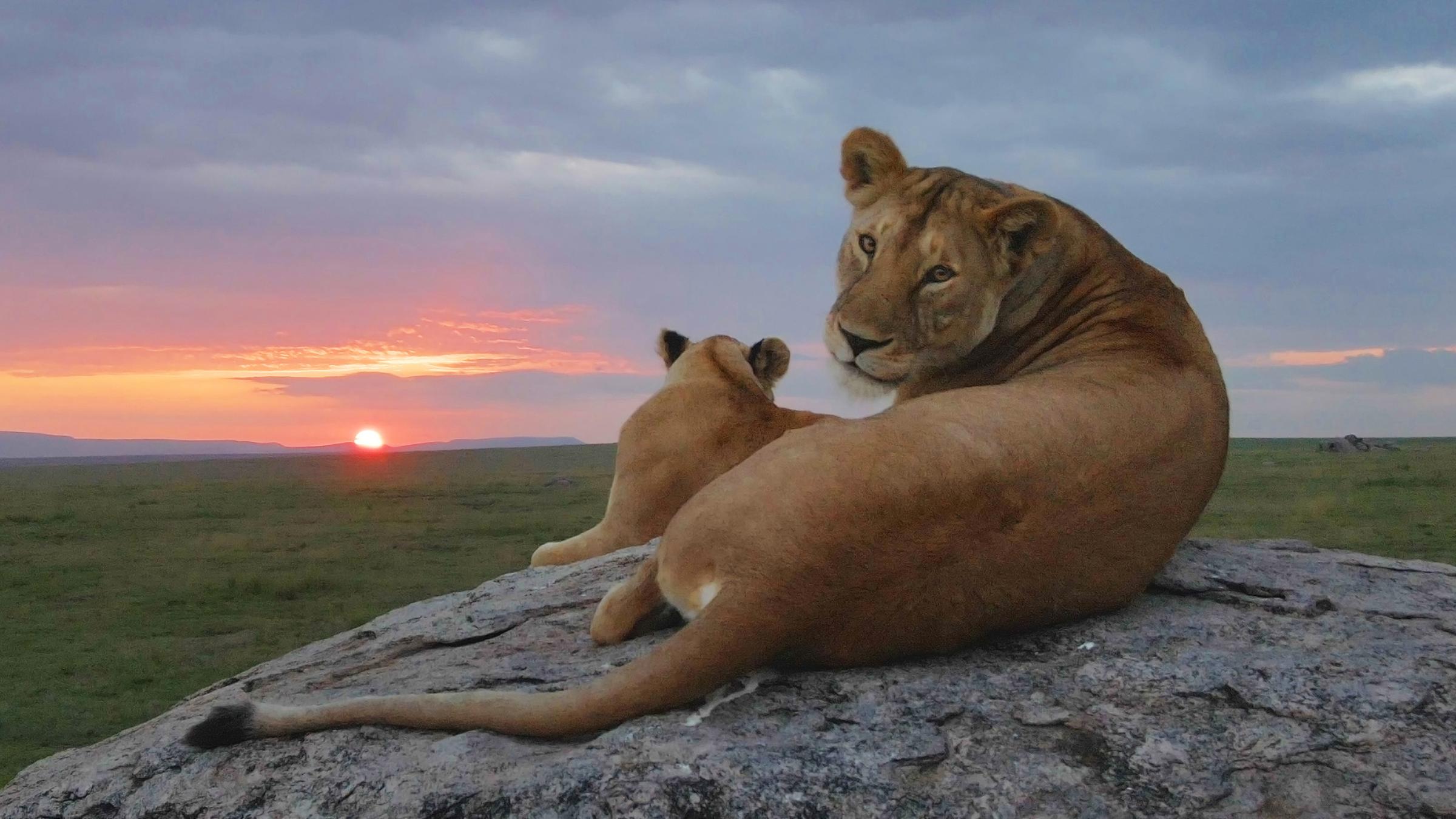 Die Löwenmütter haben eine Felsenburg inmitten der Savanne eingenommen. Dort kümmern sie sich um ihre Kleinen.