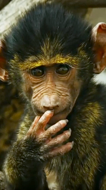 Serengeti (1/3): Zeit des Anfangs