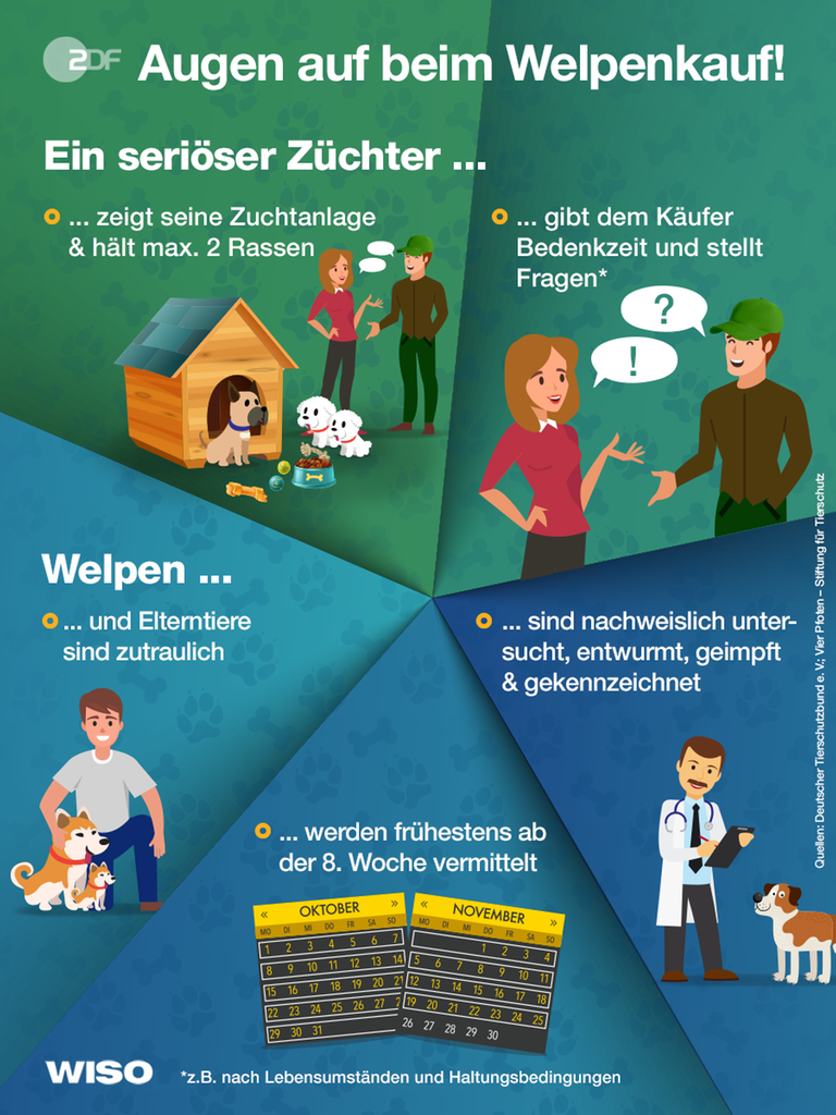 Seriösen Züchter finden: Ein seriöser Züchter zeigt seine Zuchtanlage & hält maximal zwei Rassen, er gibt dem Käufer Bedenkzeit und stellt Fragen. Welpen und Zuchttiere sind zutraulich, Welpen sind nachweislich untersucht, entwurmt, geimpft und gekennzeichnet - und werden frühstens ab der 8. Woche vermittelt.