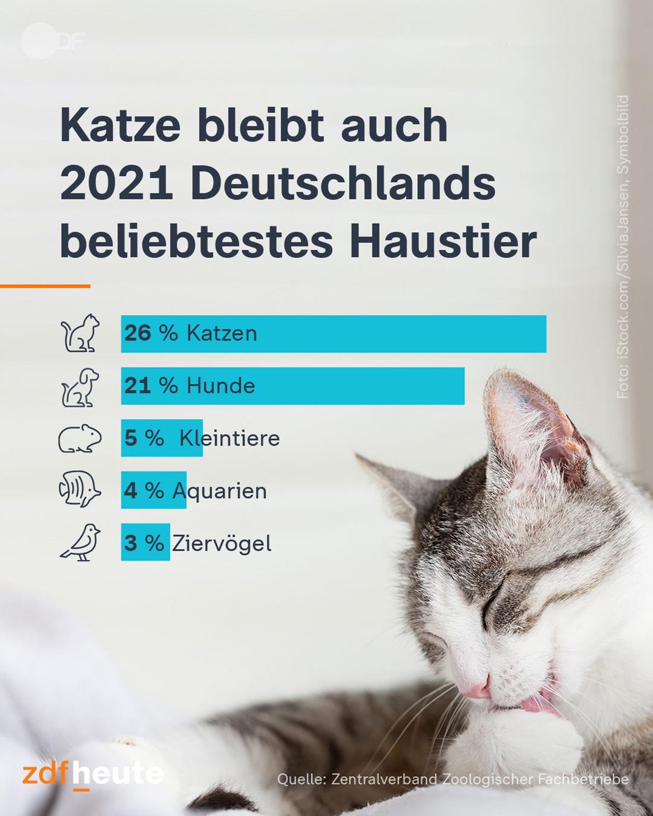 Katze bleibt auch 2021 Deutschlands beliebtestes Haustier