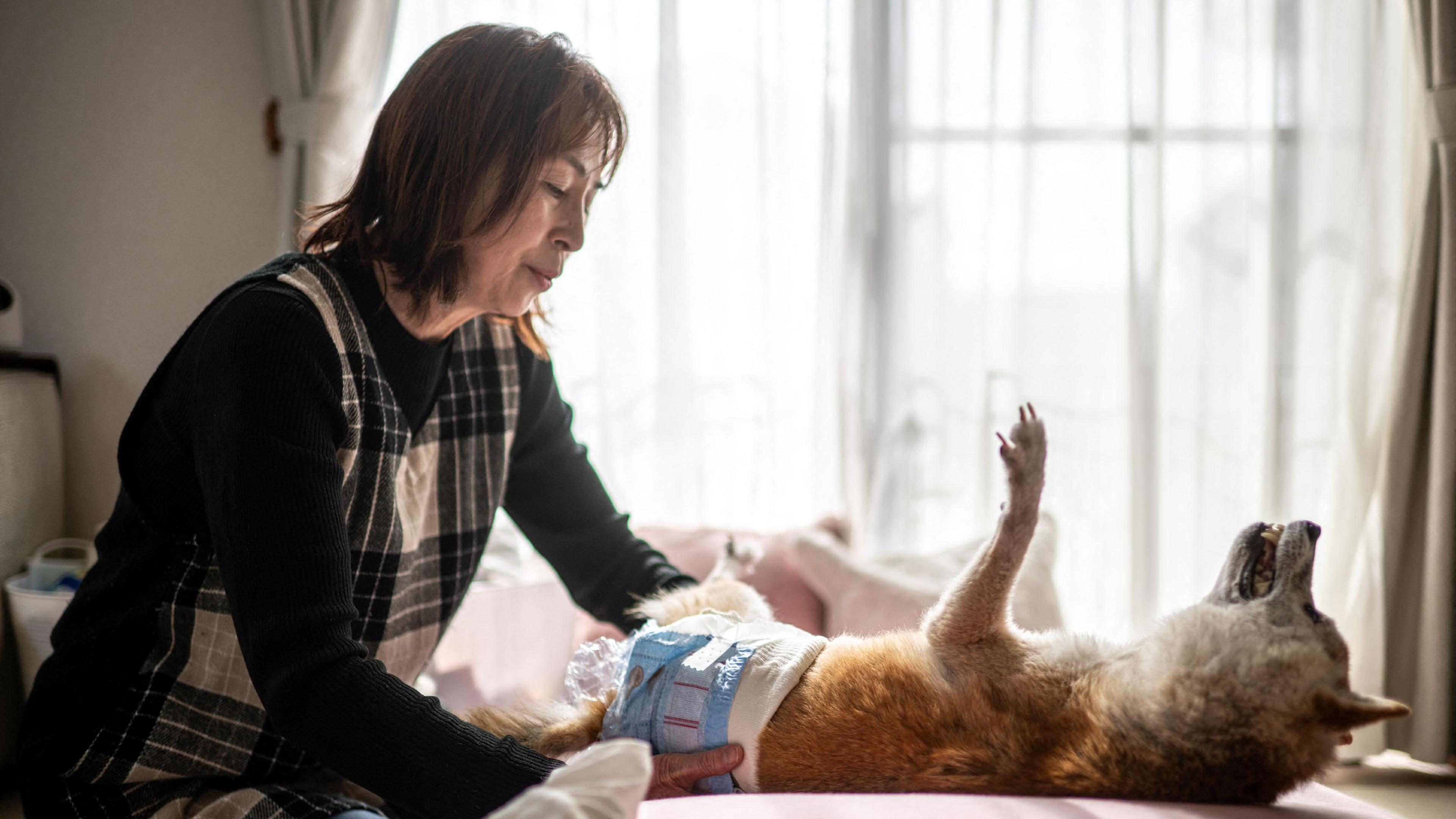 Atsuko Sato zieht ihren Shiba Inu Kabosu an, der als Logo der Kryptowährung Dogecoin viral ging.