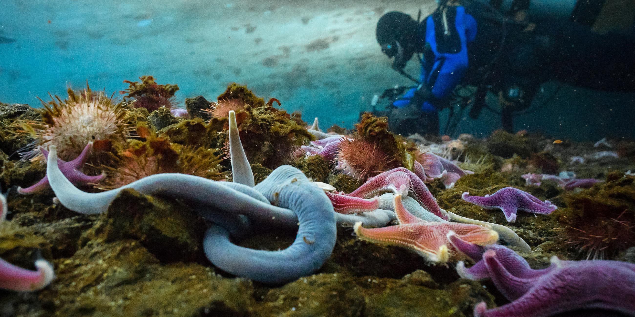 Ein Unterwasser-Kameramann taucht am Meeresboden, der übersät ist mit bunten Seesternen.