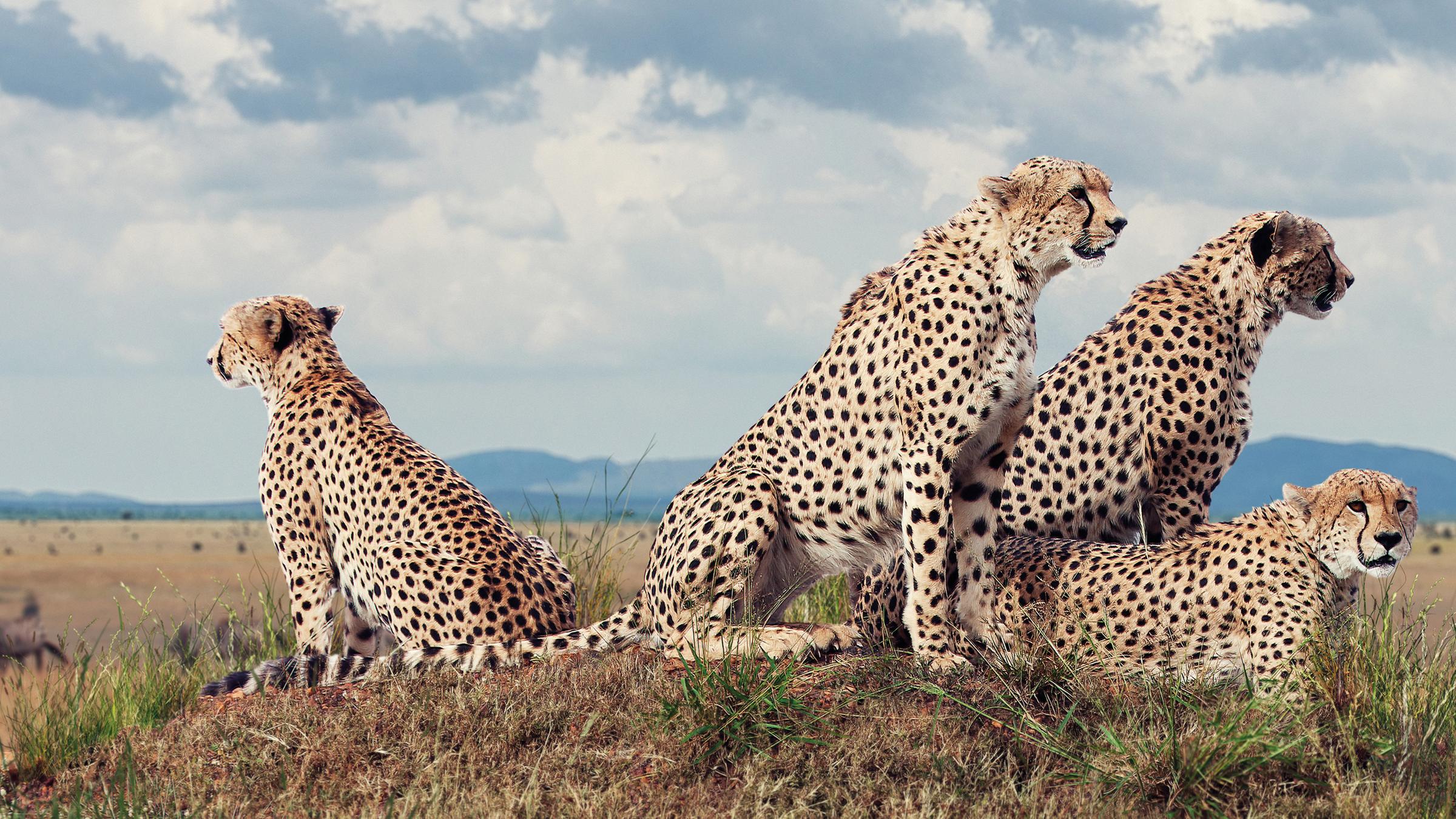 Vier Geparde sitzen auf einer Erhebung in der Masai Mara.