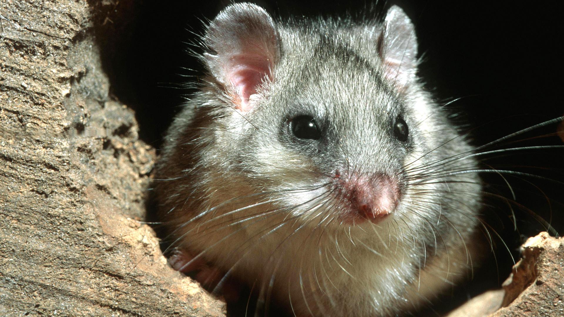 Fetter Siebenschläfer in hohlem Baum bei Nacht im Wald