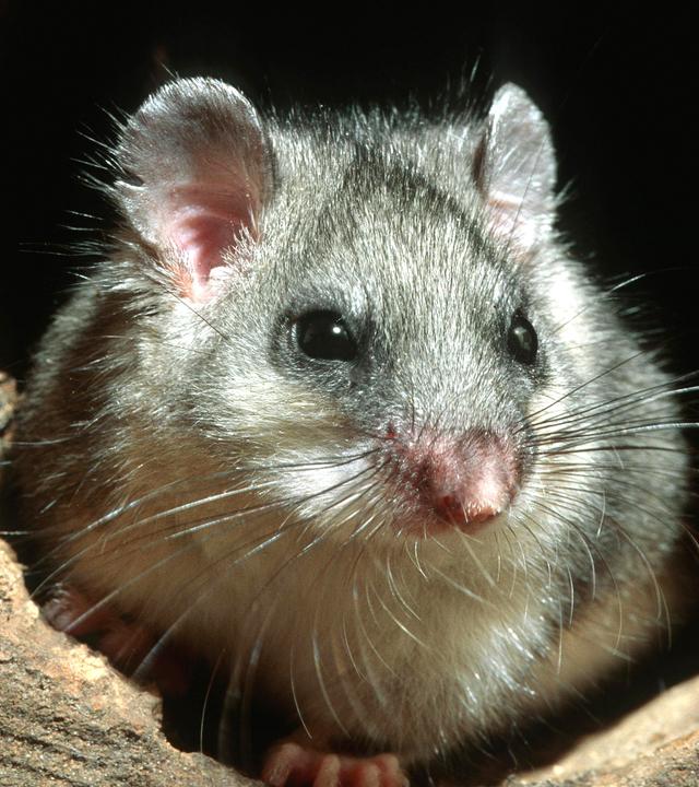 Fetter Siebenschläfer in hohlem Baum bei Nacht im Wald