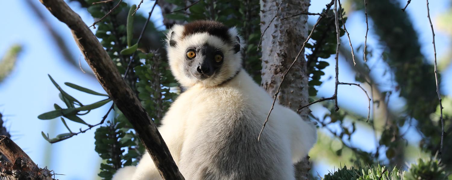 Sifakar auf Madagaskar