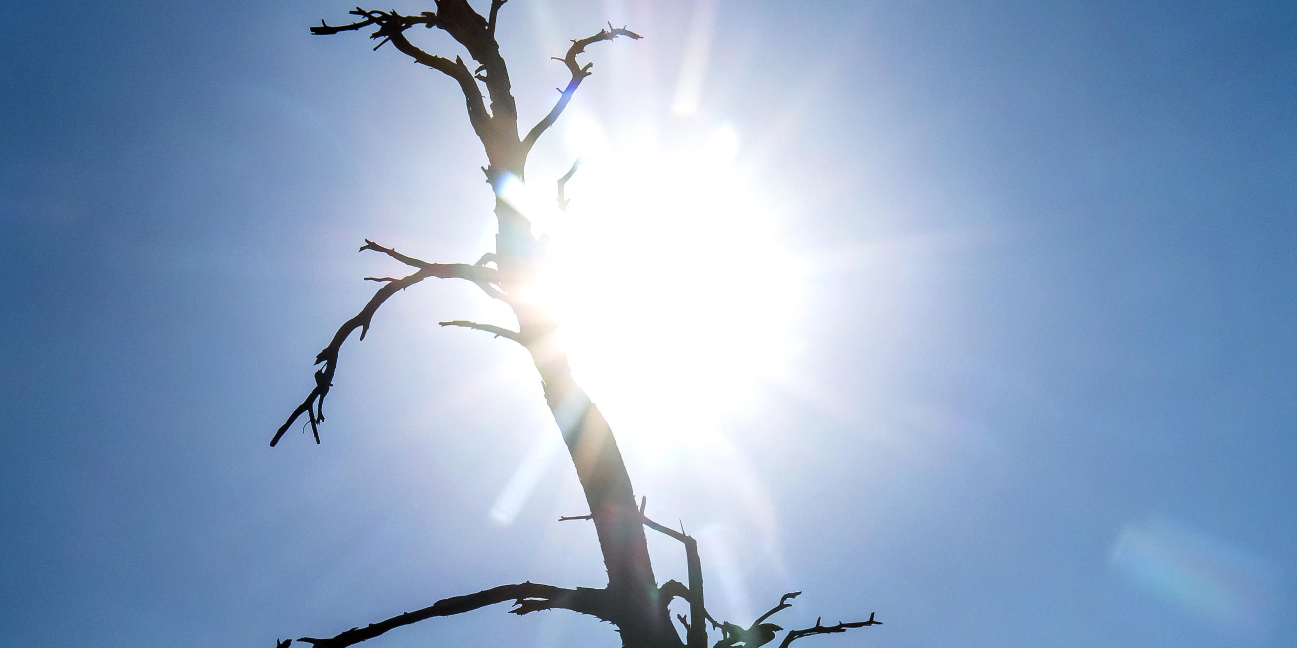 Niedersachsen, Verden: Die Silhouette eines toten Baumes zeichnet sich vor der Sonne ab.