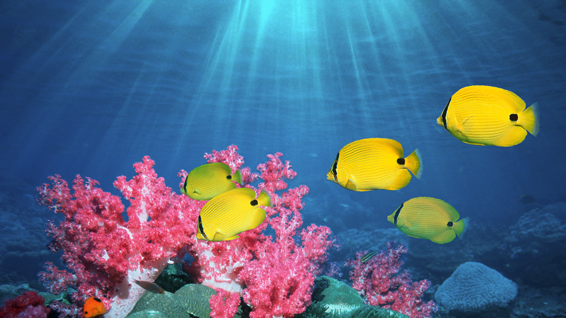 Gelbe Fische vor roter Koralle 