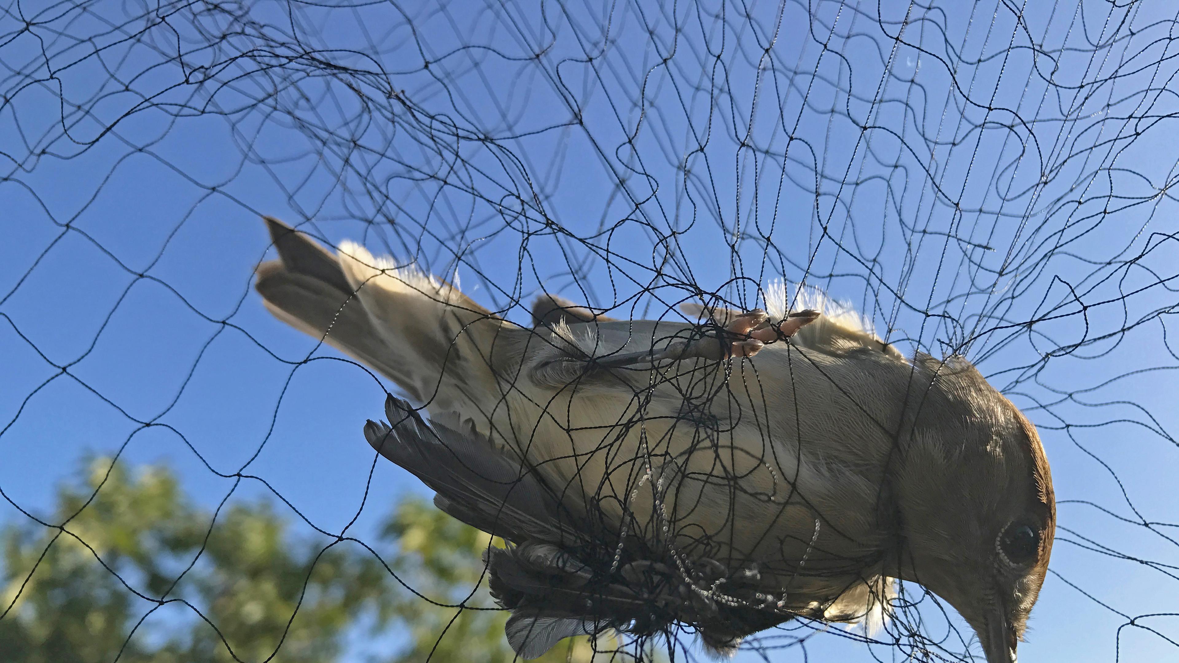Ein Singvogel hat sich komplett in einem Fangnetz verheddert. Im Hintergrund blauer Himmel und Bäume.