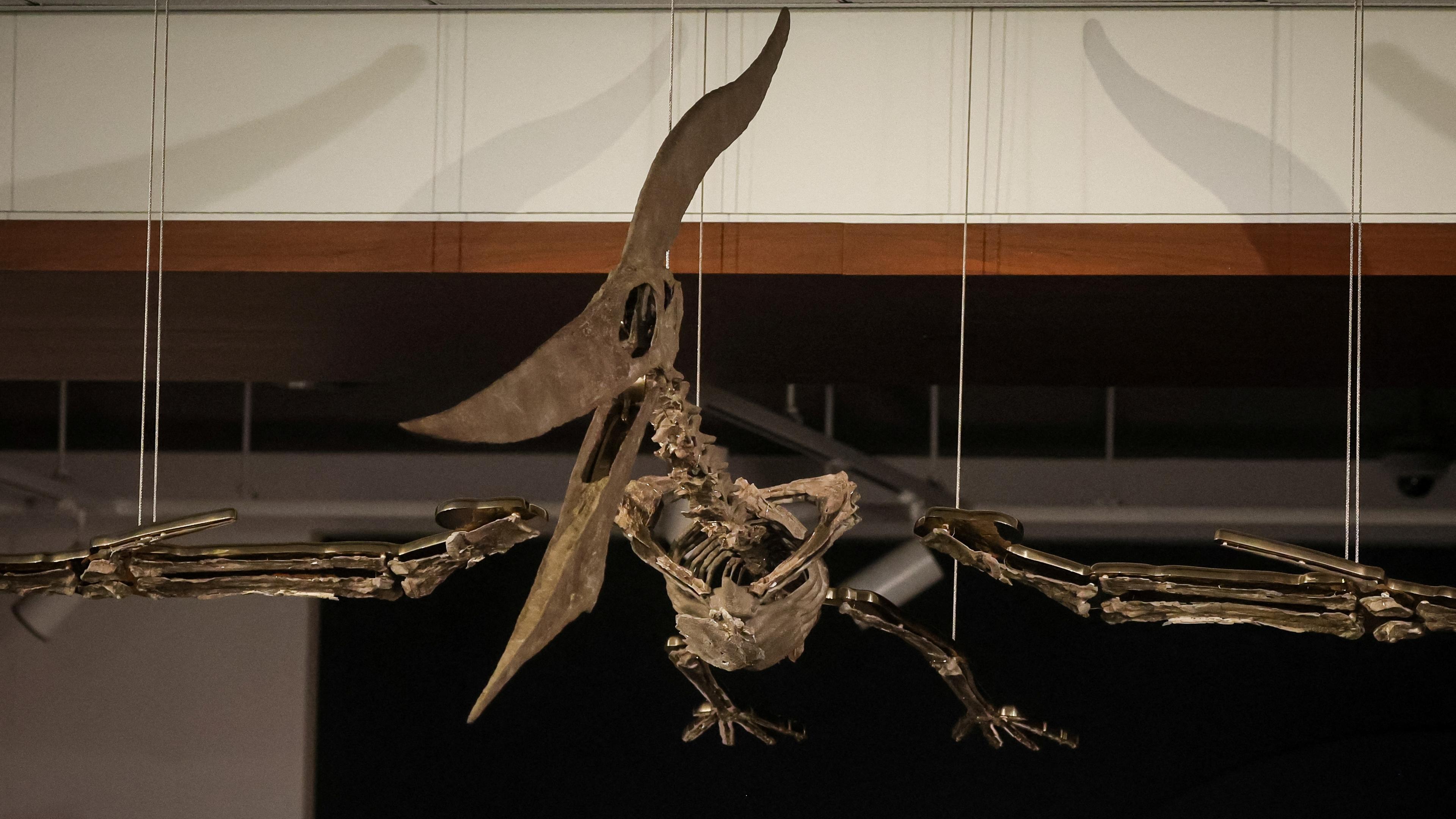 Pteranodon-Skelett bei Sotheby's
