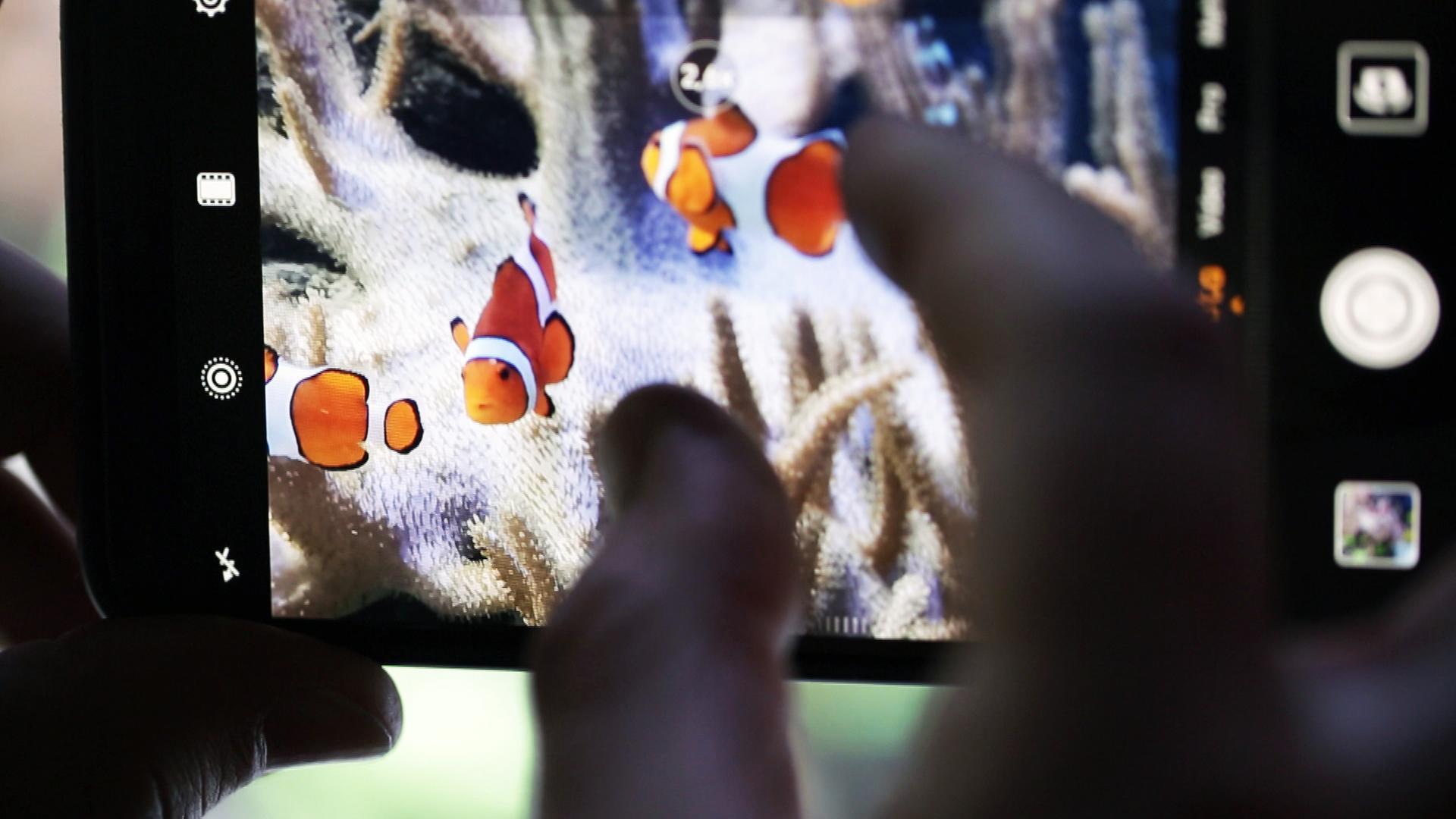 Fische werden unter Wasser fotografiert