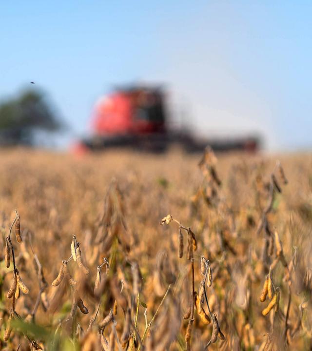 Ein erntereifes Sojafeld. Im Hintergrund ist eine Erntemaschine zu sehen.