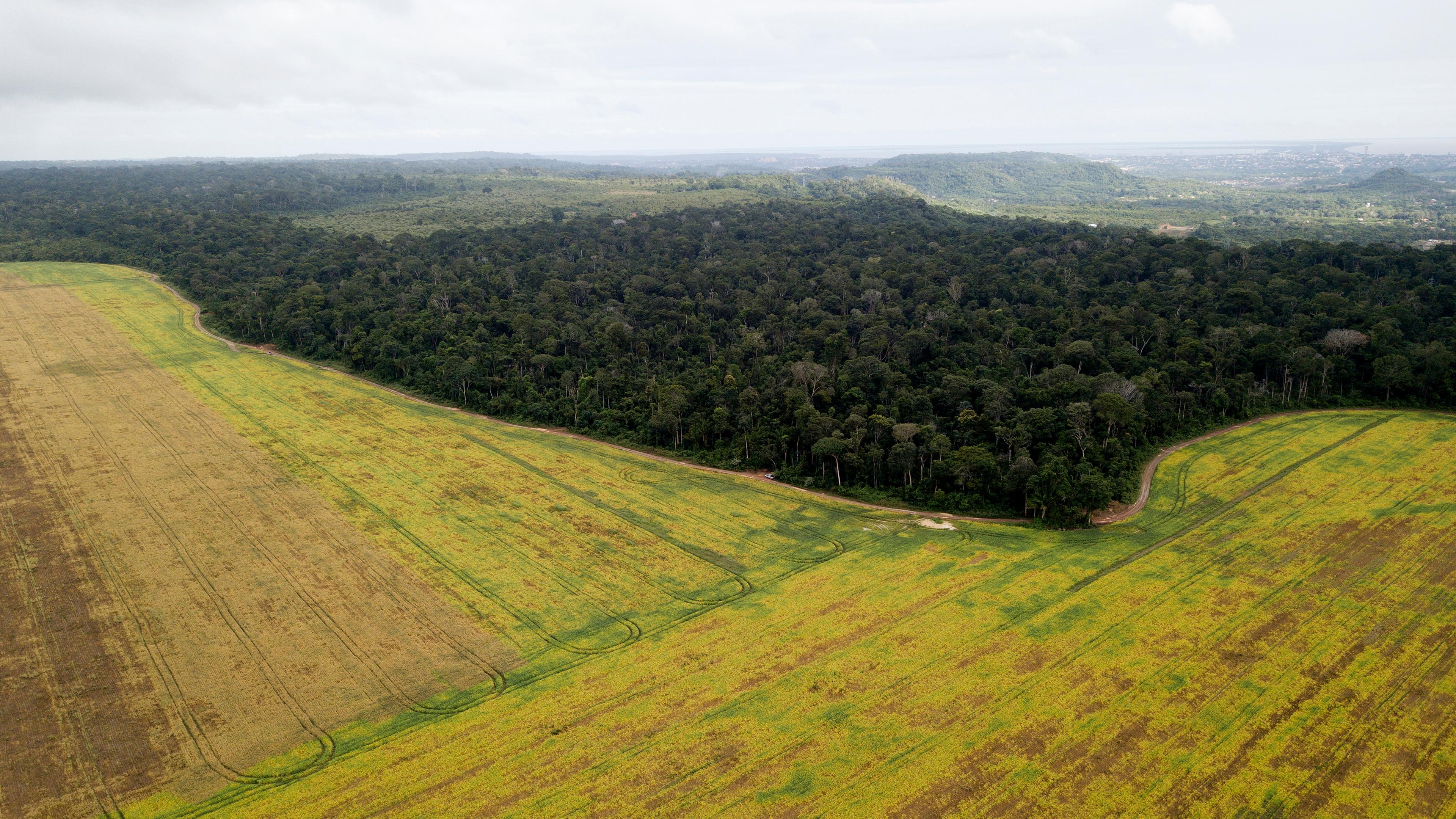 Brasilien, Açaizal: Sojafelder kurz vor der Ernte nahe Santarem. 