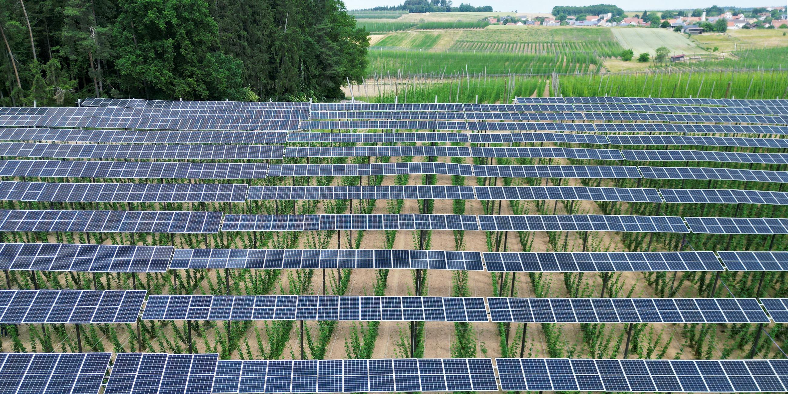Sonnenkollektoren auf einer Hopfenplantage in der bayerischen Holledau, aufgenommen am 19.06.2023