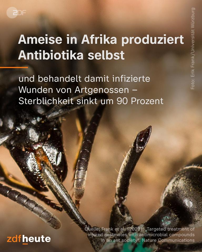Ameise in Afrika produziert Antibiotika selbst.