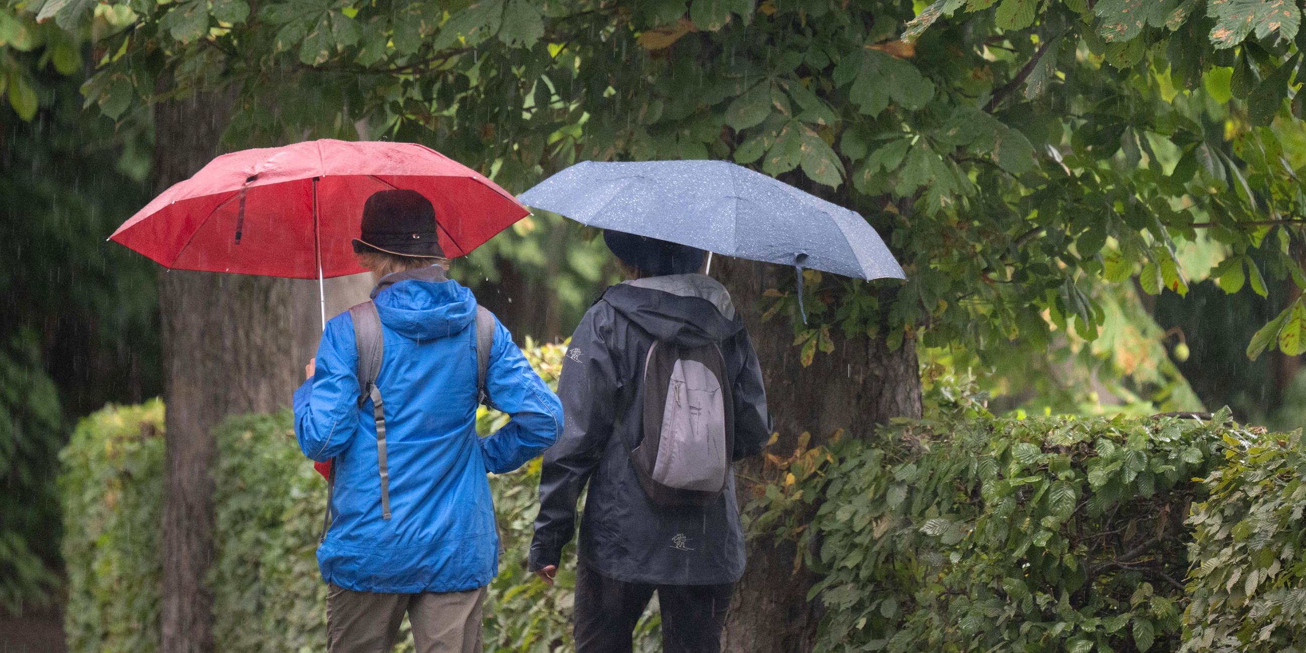 Passanten gehen mit Regenschirmen eine Allee mit Kastanienbäumen entlang.