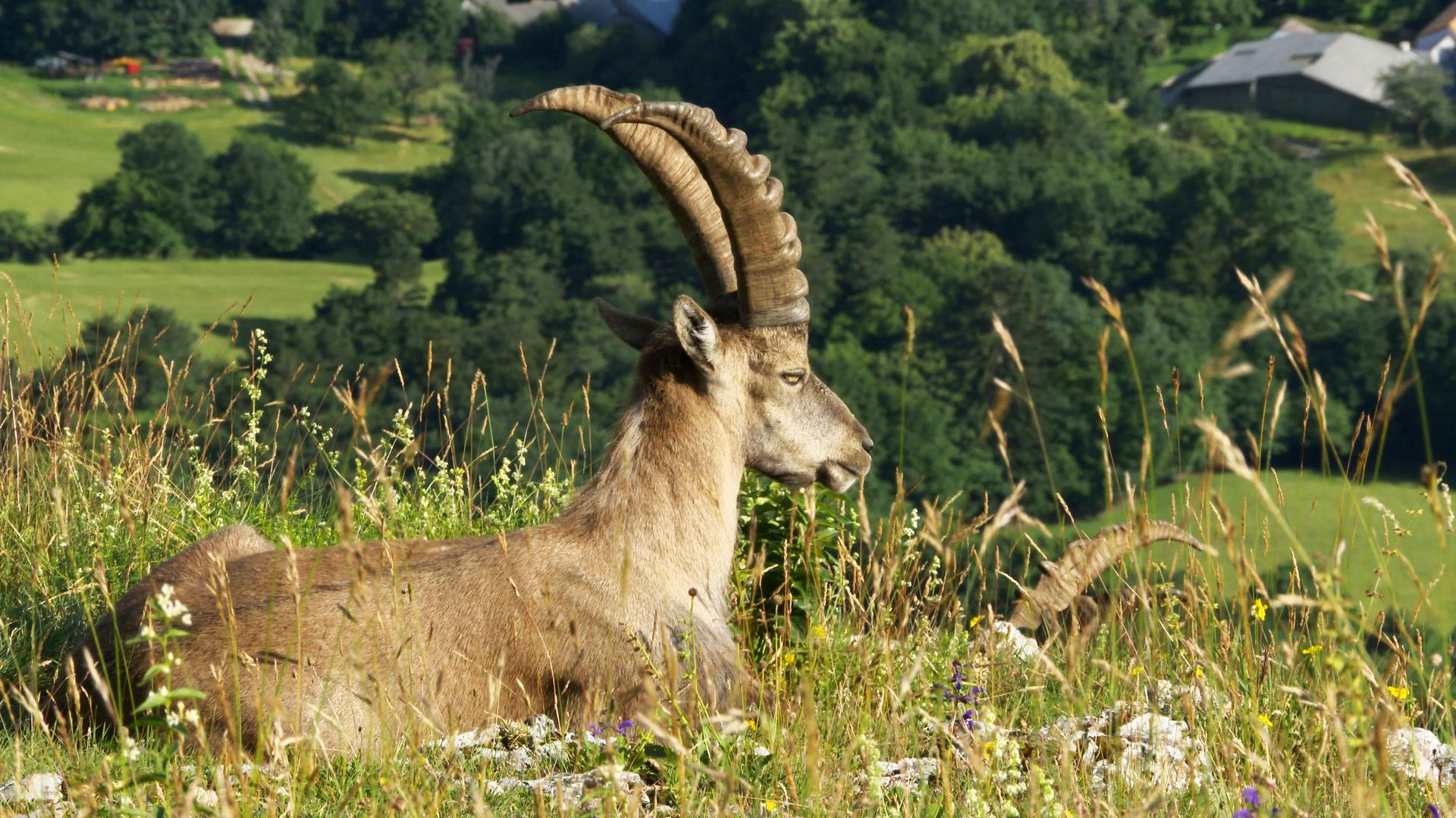 Steinbock, Hohe Wand 