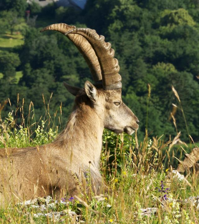 Steinbock, Hohe Wand 