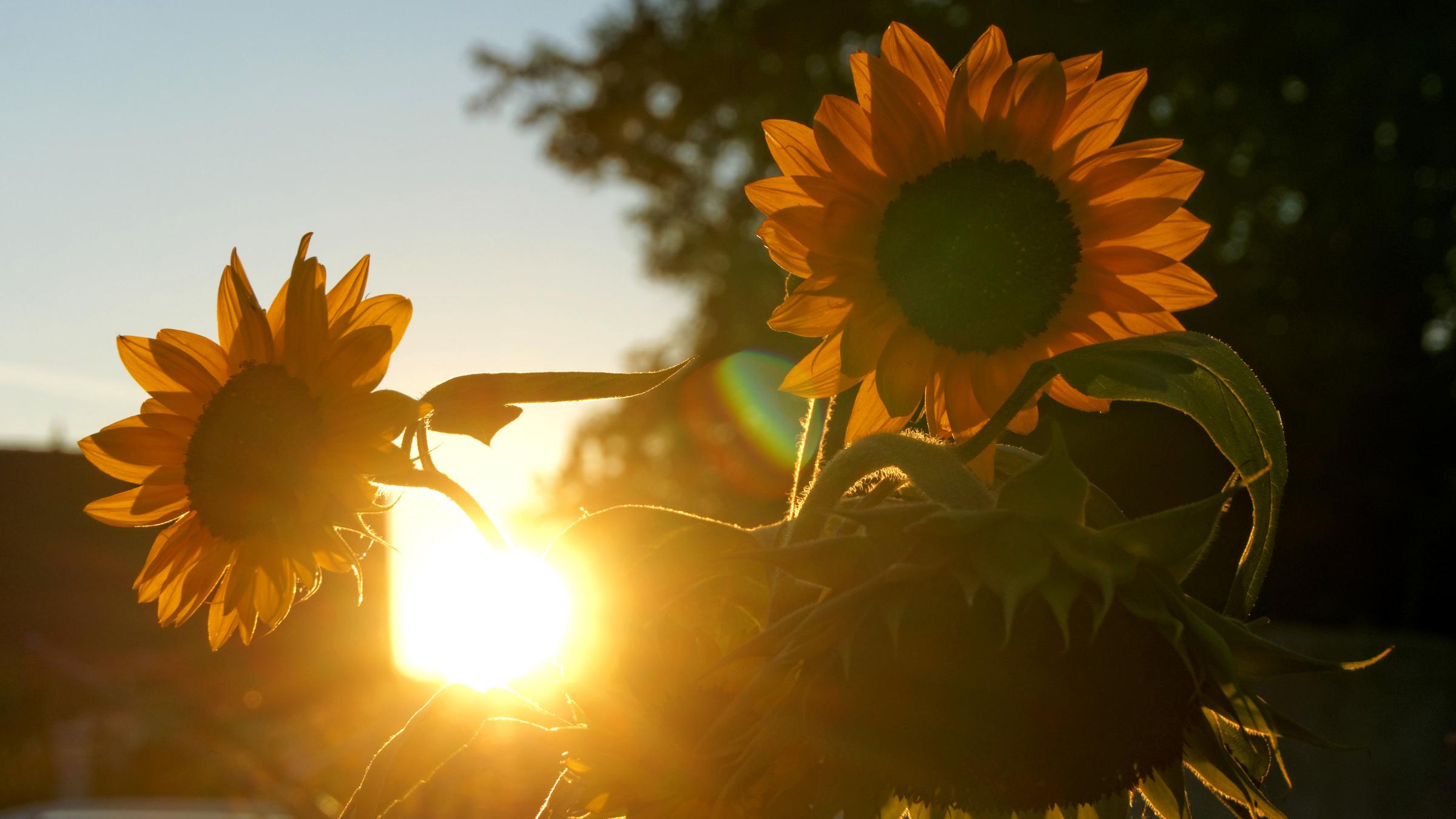 Sonnenblumen bei Sonnenuntergang