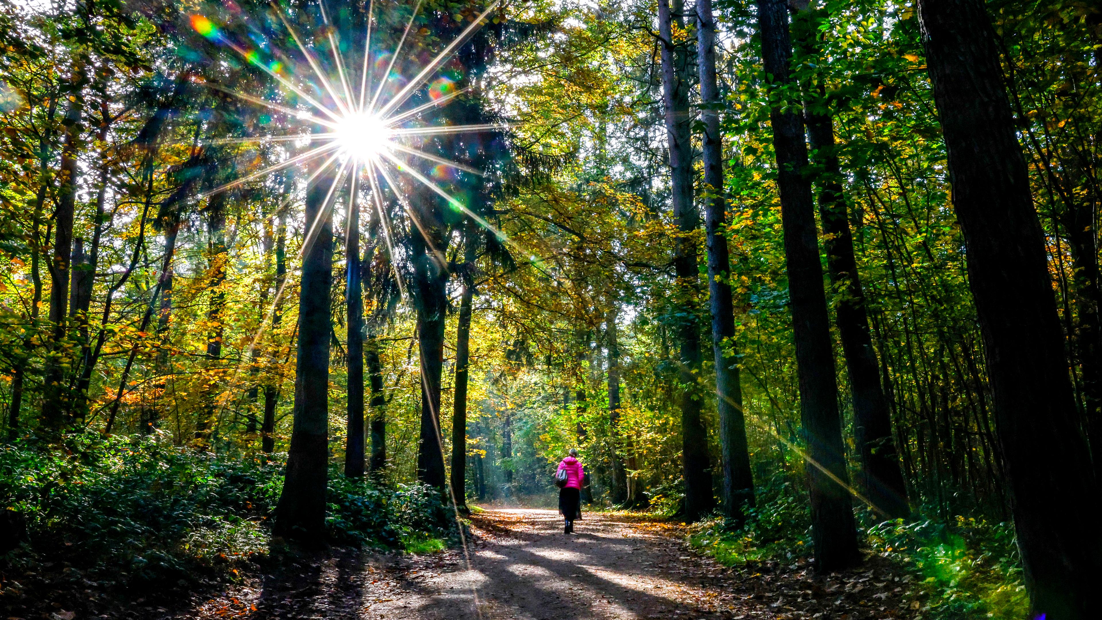 Sonnenstrahlen leuchten durch die Blätter des herbstlich belaubten Volksparks in Hamburg