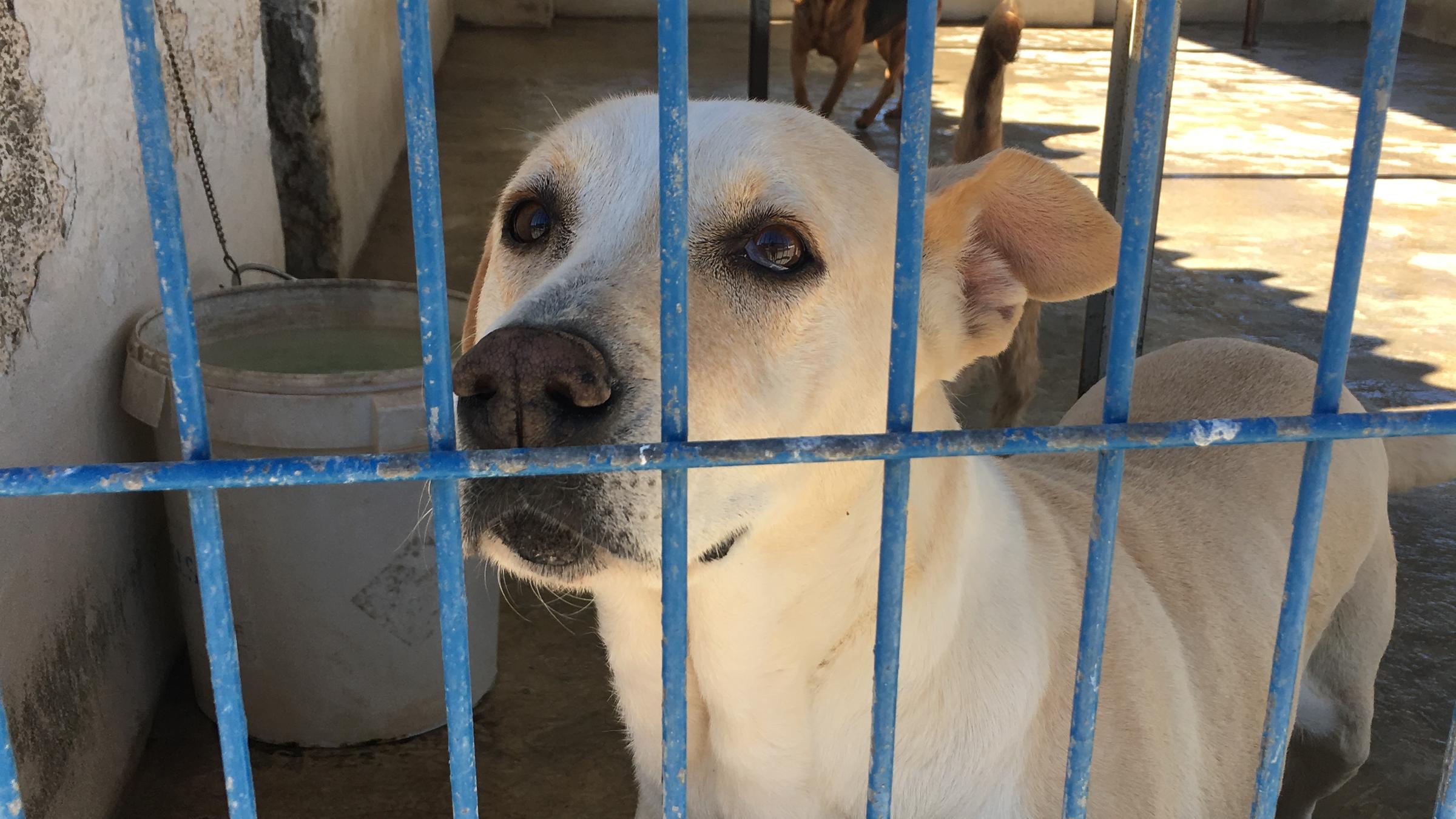 Hund adoptieren: So viel spricht für Tierheim-Hunde